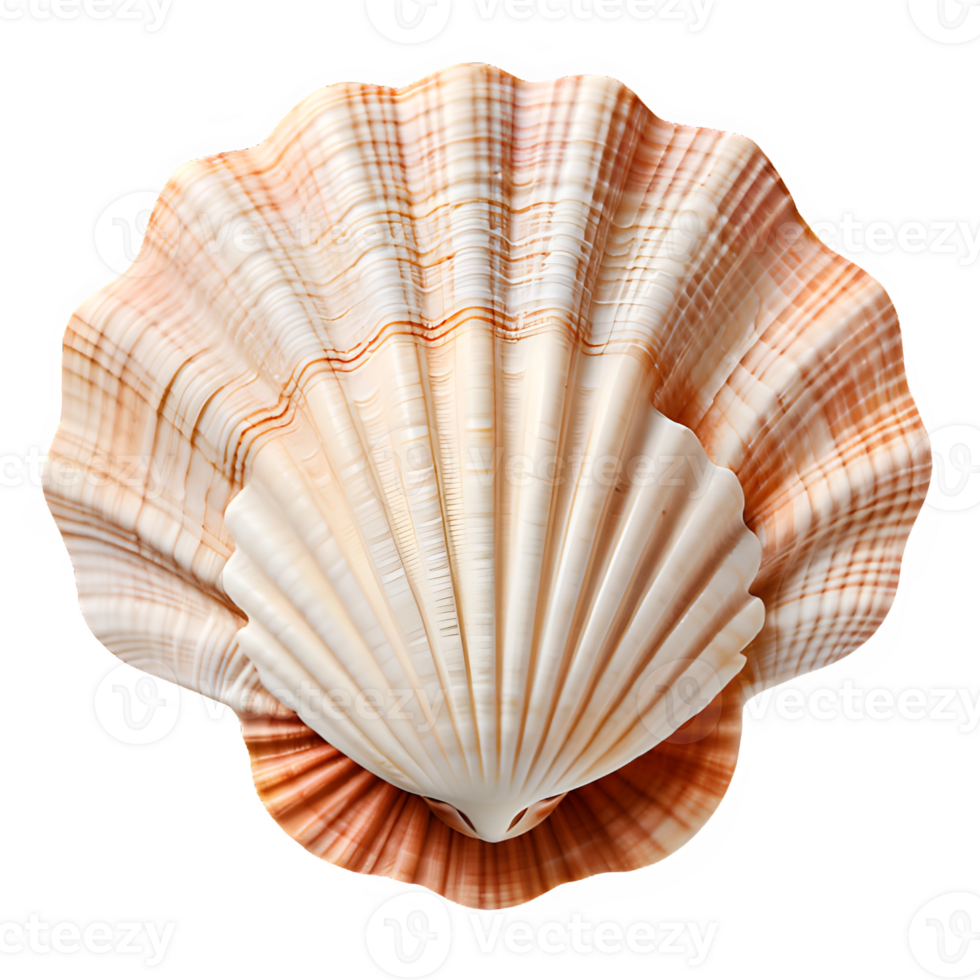 white clam shell isolated on transparent background ,sea shell top view png ,generative ai
