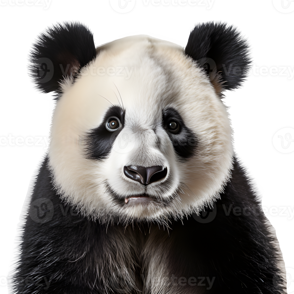 cute panda isolated on transparent background ,big panda standing isolated ,generative ai png