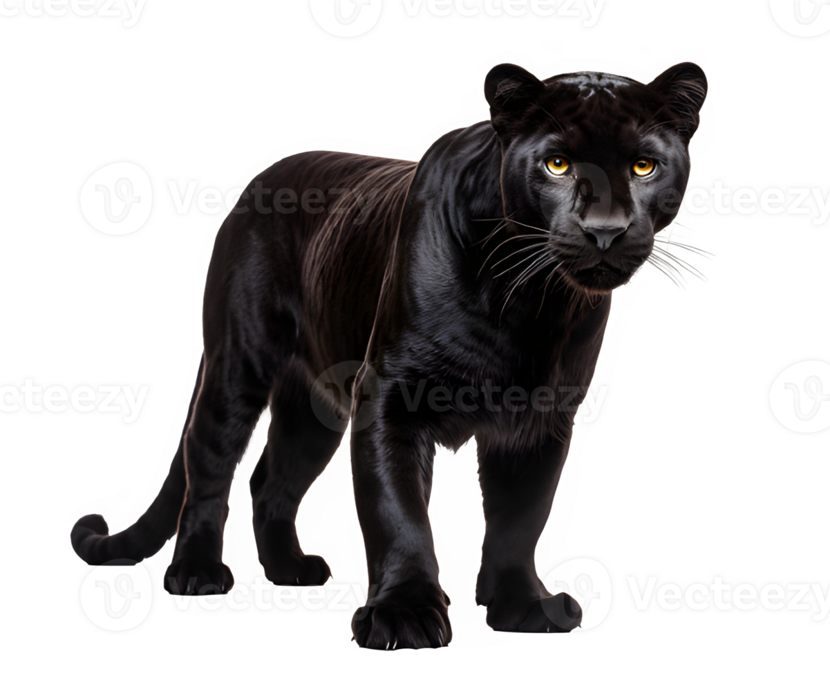 negro pantera aislado en transparente antecedentes ,el grande negro gato fulminó con la mirada png ,generativo ai