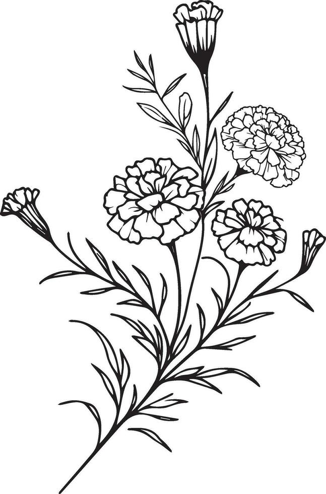 Marigold vector art, monochrome floral illustration. ink vector illustration hand drawn pencil sketch, fantasy primrose wall decor, primula doodle