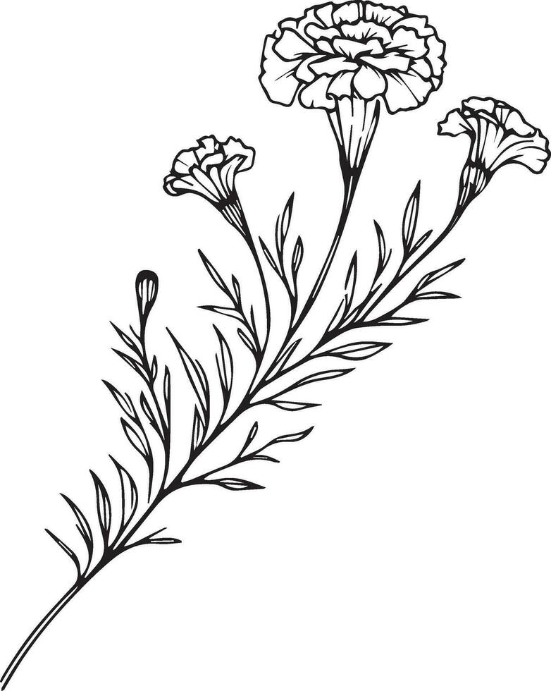 Marigold tattoo, black and white vector sketch illustration of floral ornament bouquet of marigold simplicity, Embellishment, zentangle design element for card printing coloring pages, detailed flowe