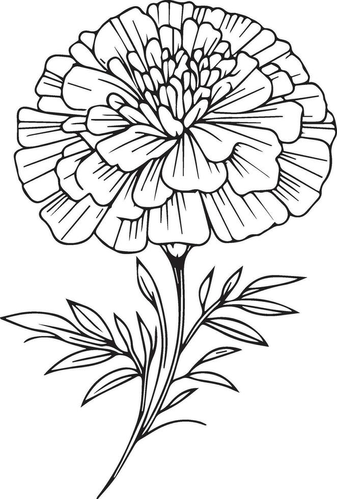 Marigold birth flower vector illustration, beautiful marigold flower bouquet, hand-drawn coloring pages marigold flower drawing of artistic marigold engraved ink art, primula flower tattoo designs