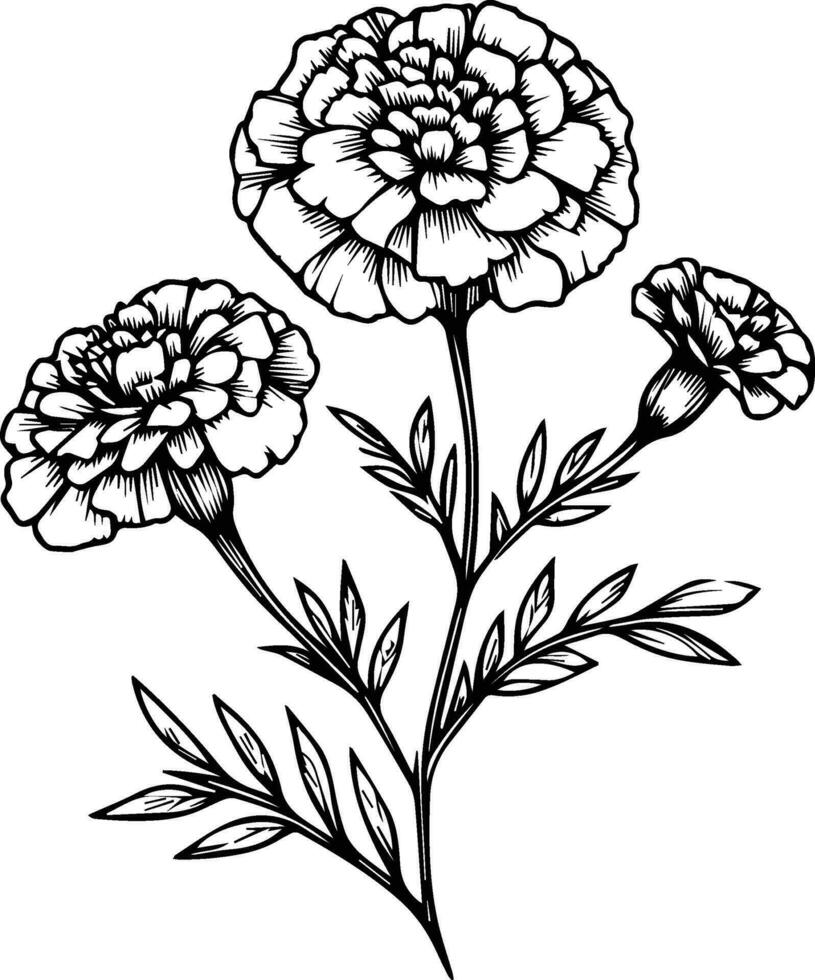 Cute flower coloring pages, marigold drawing, yellow marigold flower drawing, Hand drawn botanical spring elements bouquet of marigold line art coloring page, easy flower drawing. primrose flower art vector