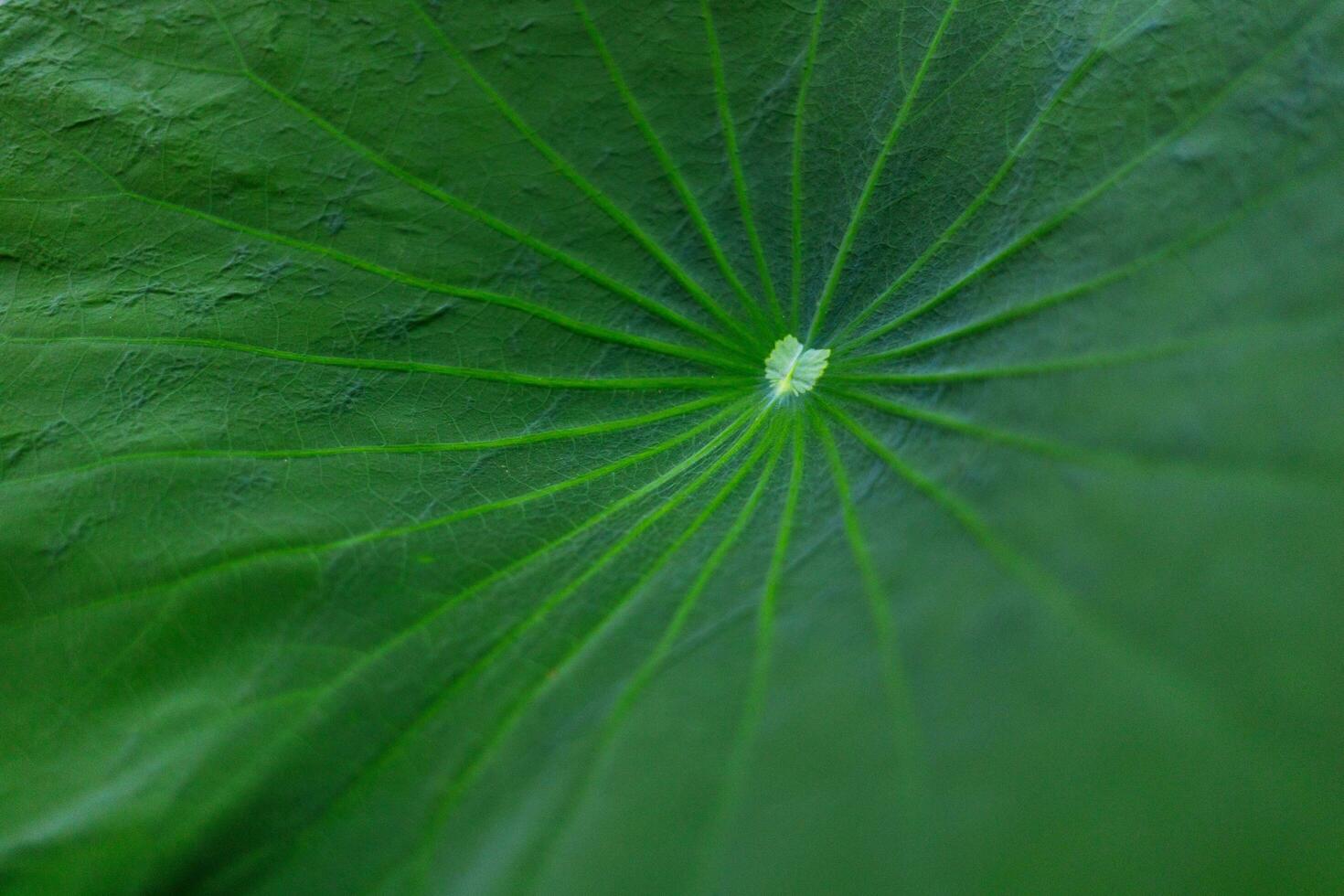 Waterdrop collects on the center of the lotus leaf, close up macro shot, veins pattern of the lotus leaf. photo