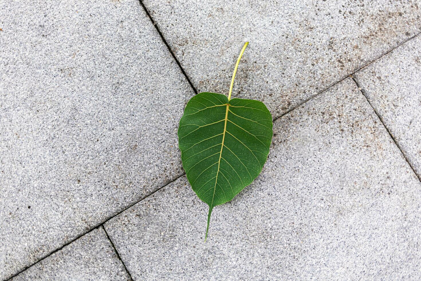 nature Top view of green leaf and background. Flat lay, dark nature concept, tropical leaf photo