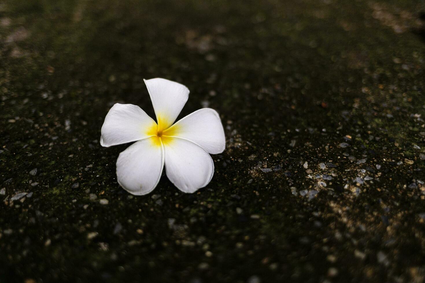White frangipani flower on the cement floor, Thailand. photo