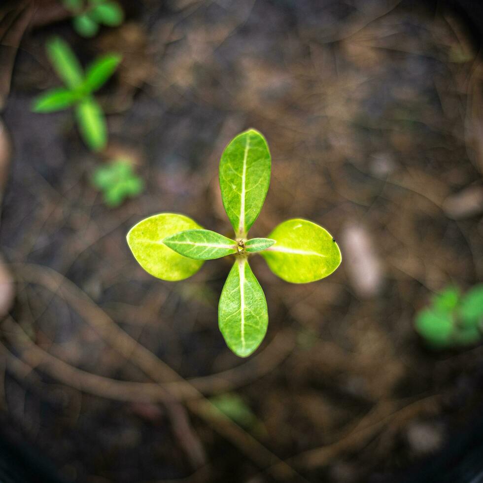 The seedling are growing from the rich soil to the morning sunlight that is shining, ecology concept. photo