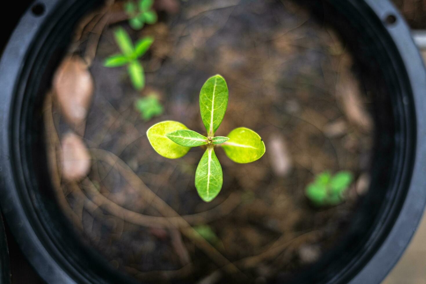 The seedling are growing from the rich soil to the morning sunlight that is shining, ecology concept. photo