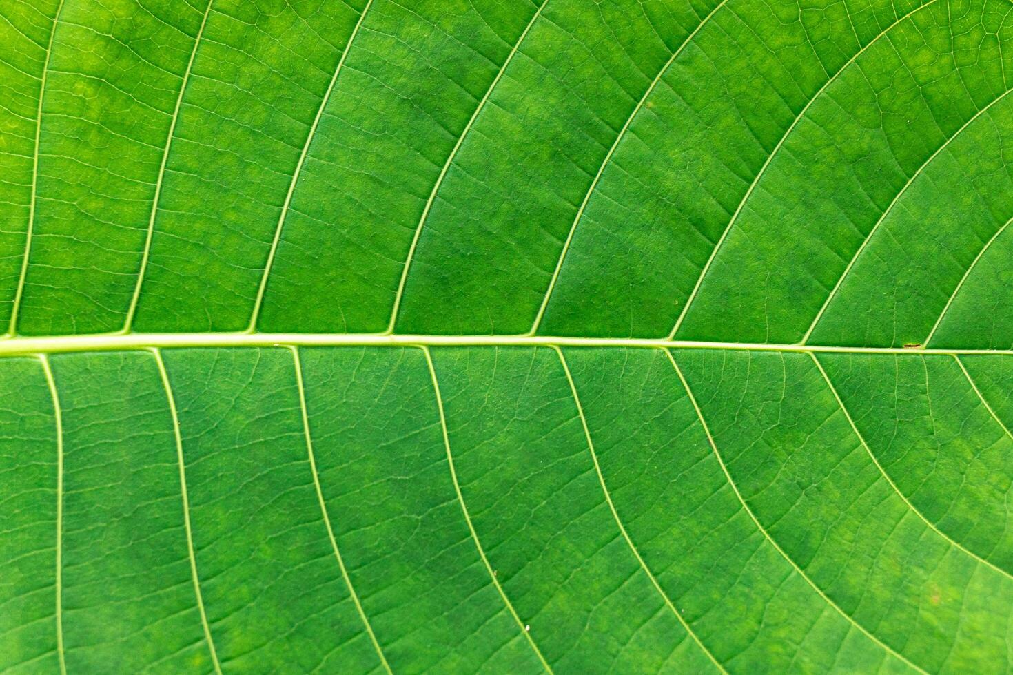 closeup nature view of green leaf and palms background. Flat lay, dark nature concept, tropical leaf photo
