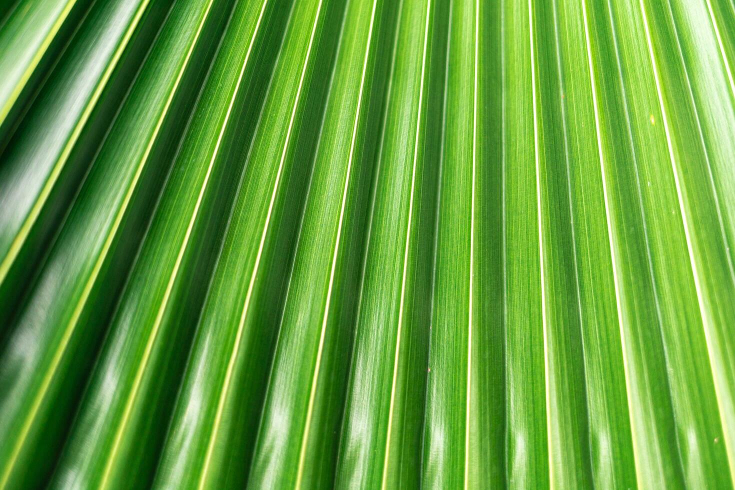 closeup nature view of green leaf and palms background. Flat lay, dark nature concept, tropical leaf photo