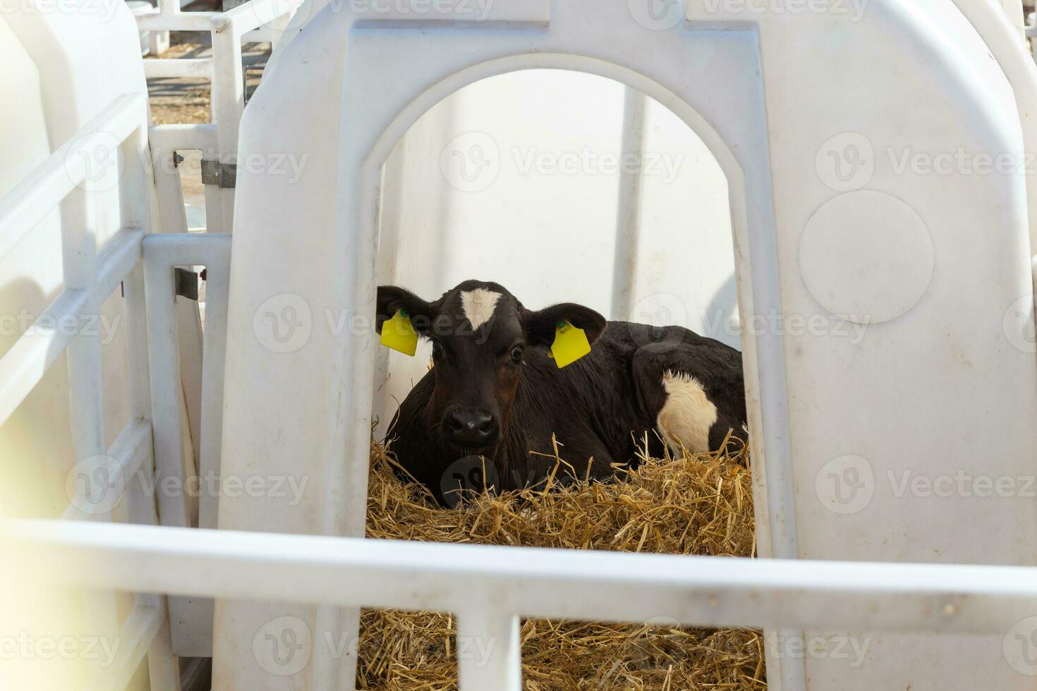 un pequeño vaca becerro en un pesebre al aire libre foto