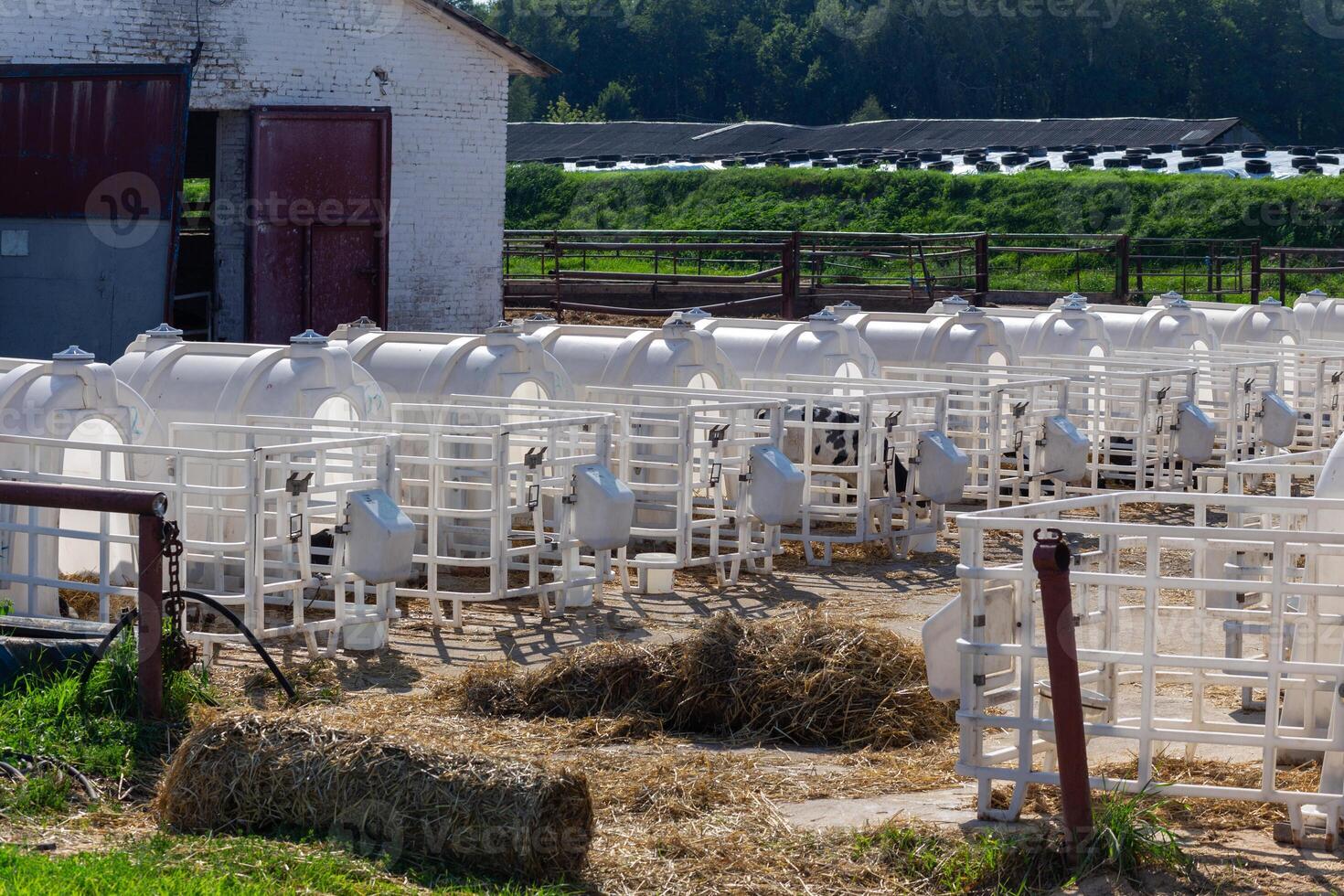 pequeño pantorrillas de vacas en un pesebre en separar casas foto