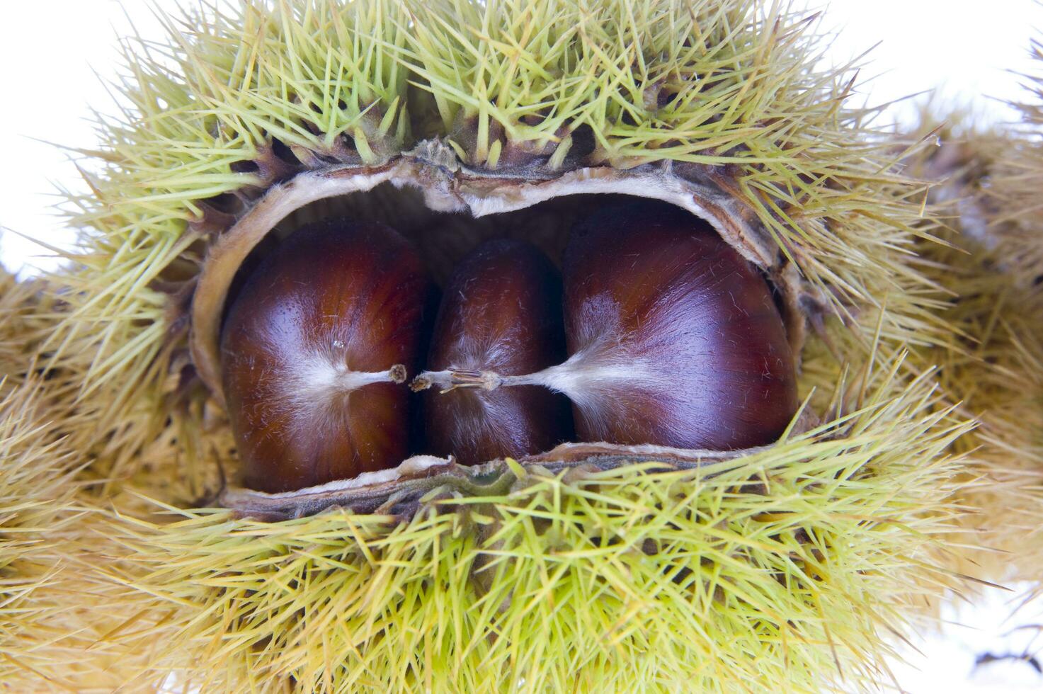 a group of chestnuts on a white background photo