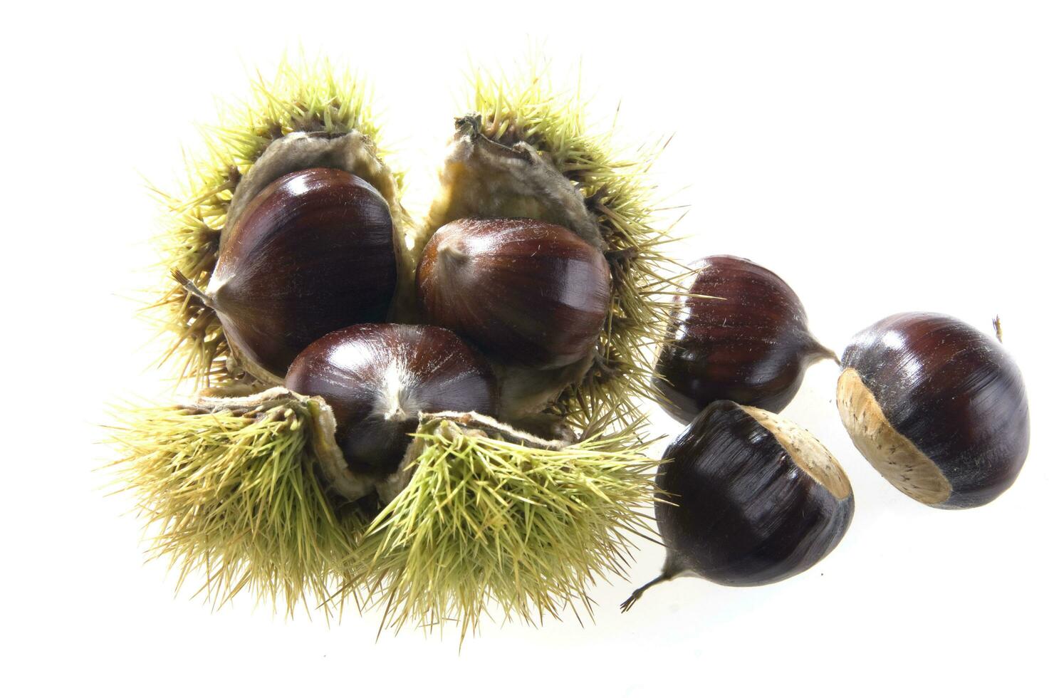 a group of chestnuts on a white background photo