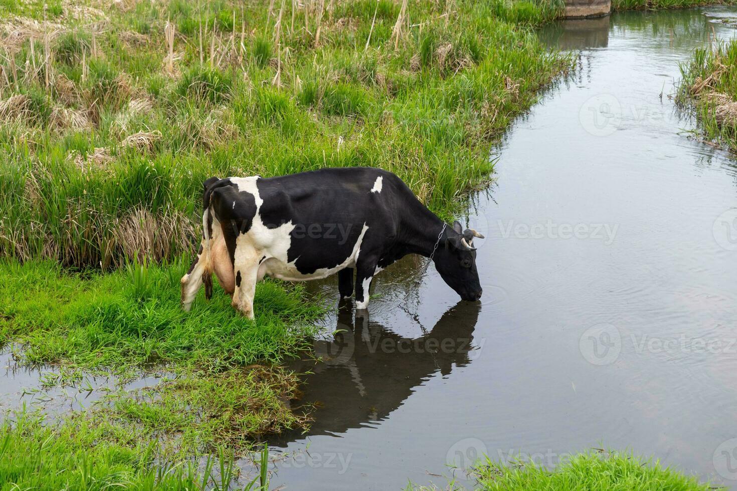 un blanco y negro vaca bebidas agua desde el río foto