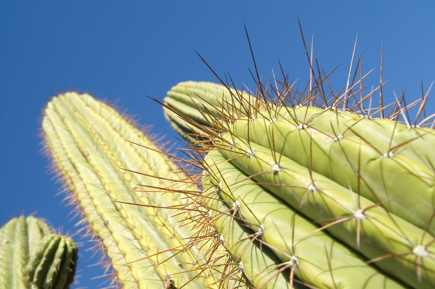 a cactus plant with long white hairs photo