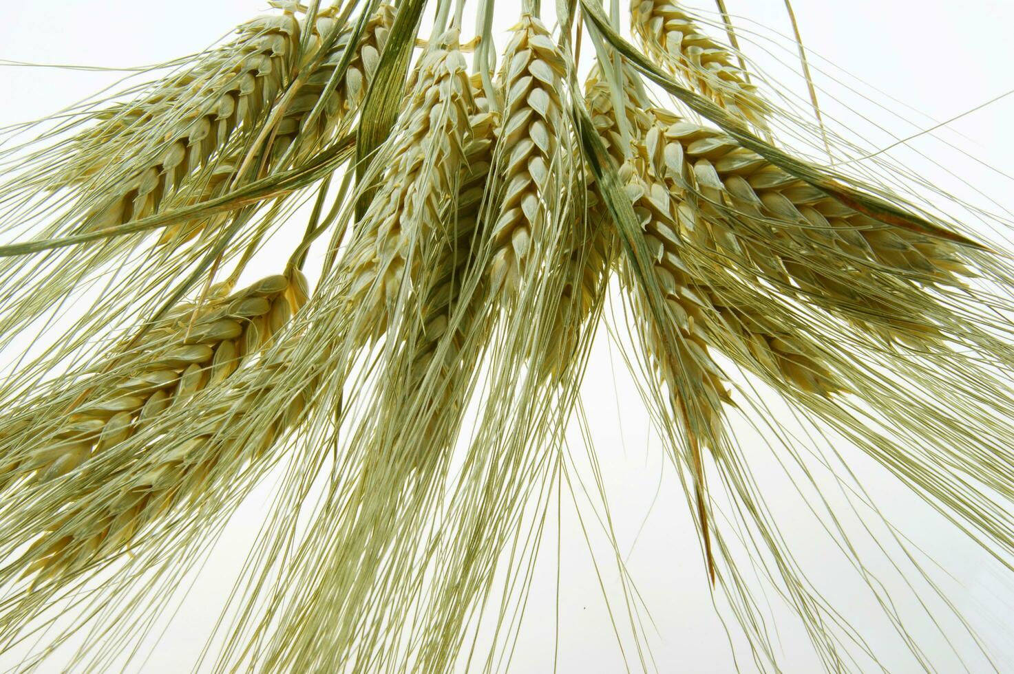 a close up of a bunch of wheat photo