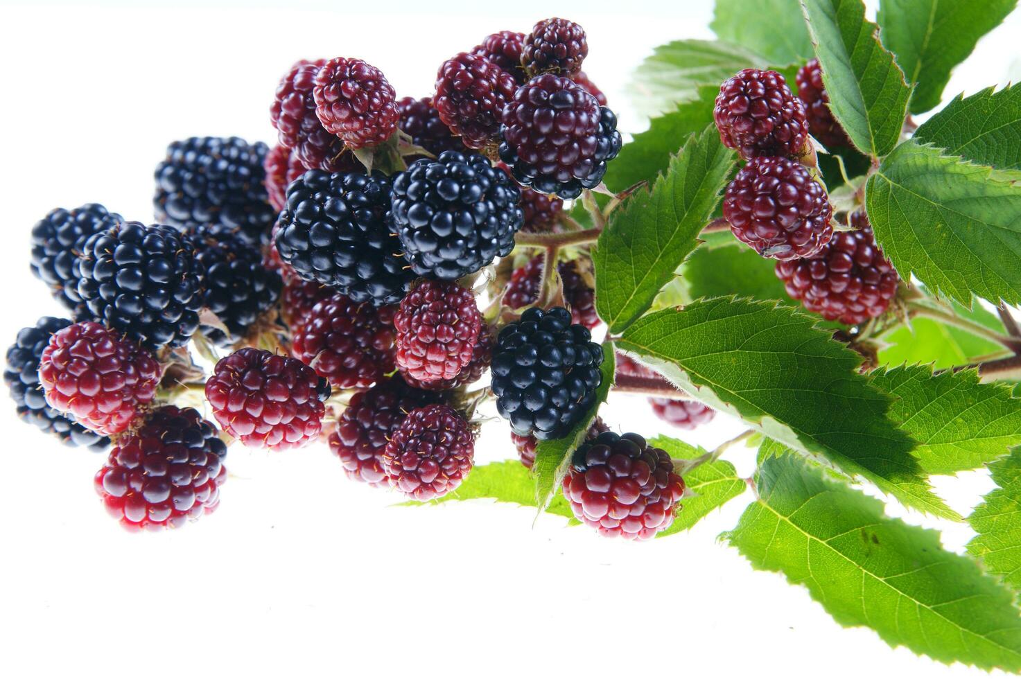 a bunch of blackberries on a branch photo