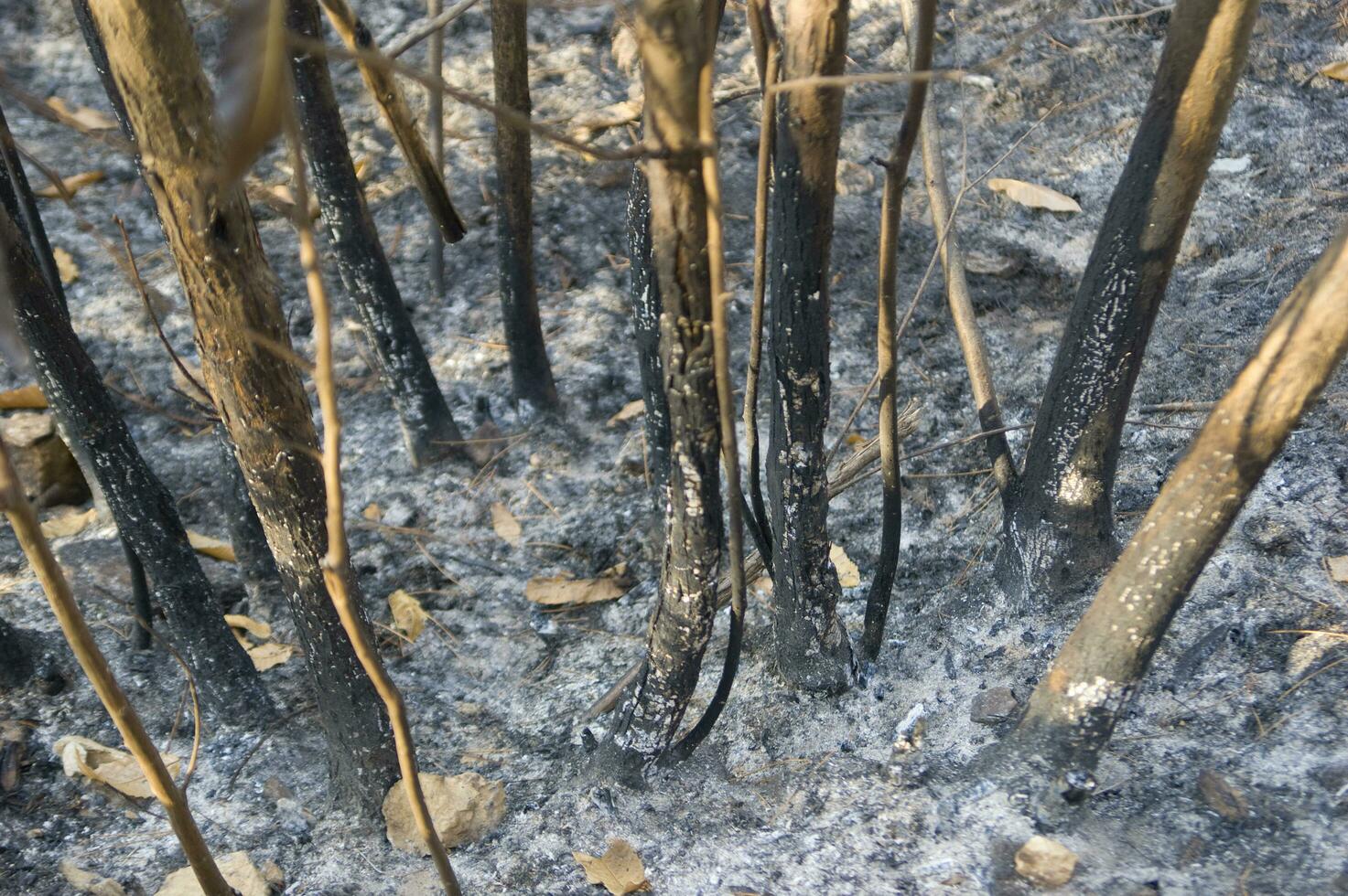 the remains of a forest after the fire photo