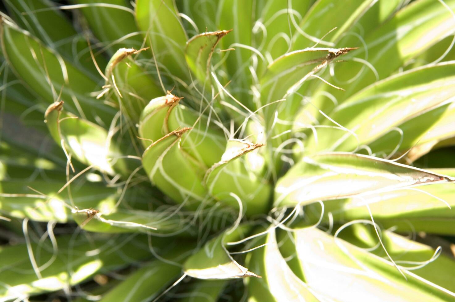 a cactus plant with many spikes photo