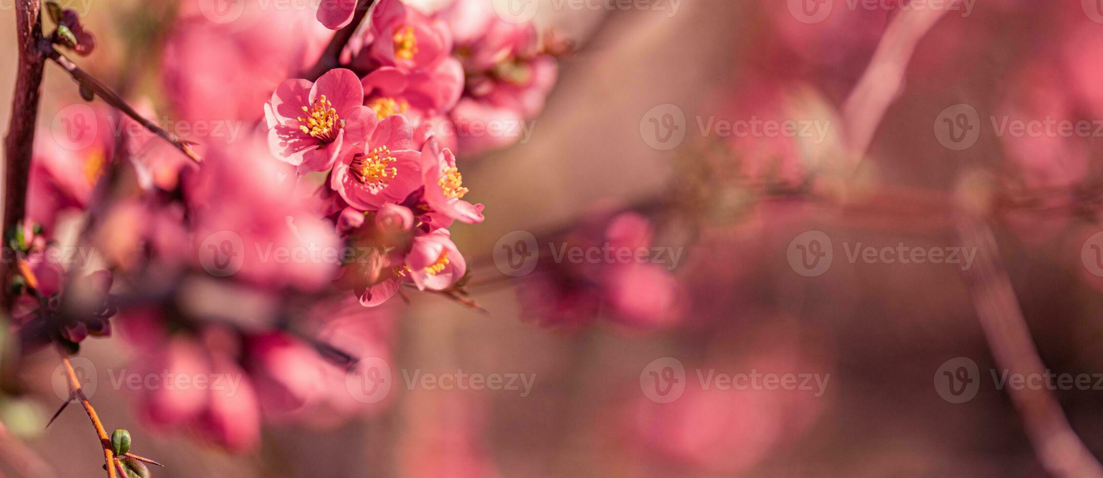 Spring background. Fresh flowers in bloom, beautiful soft colors blooming springtime tree. Peaceful artistic nature on blurred natural background. Fantastic springtime closeup photo