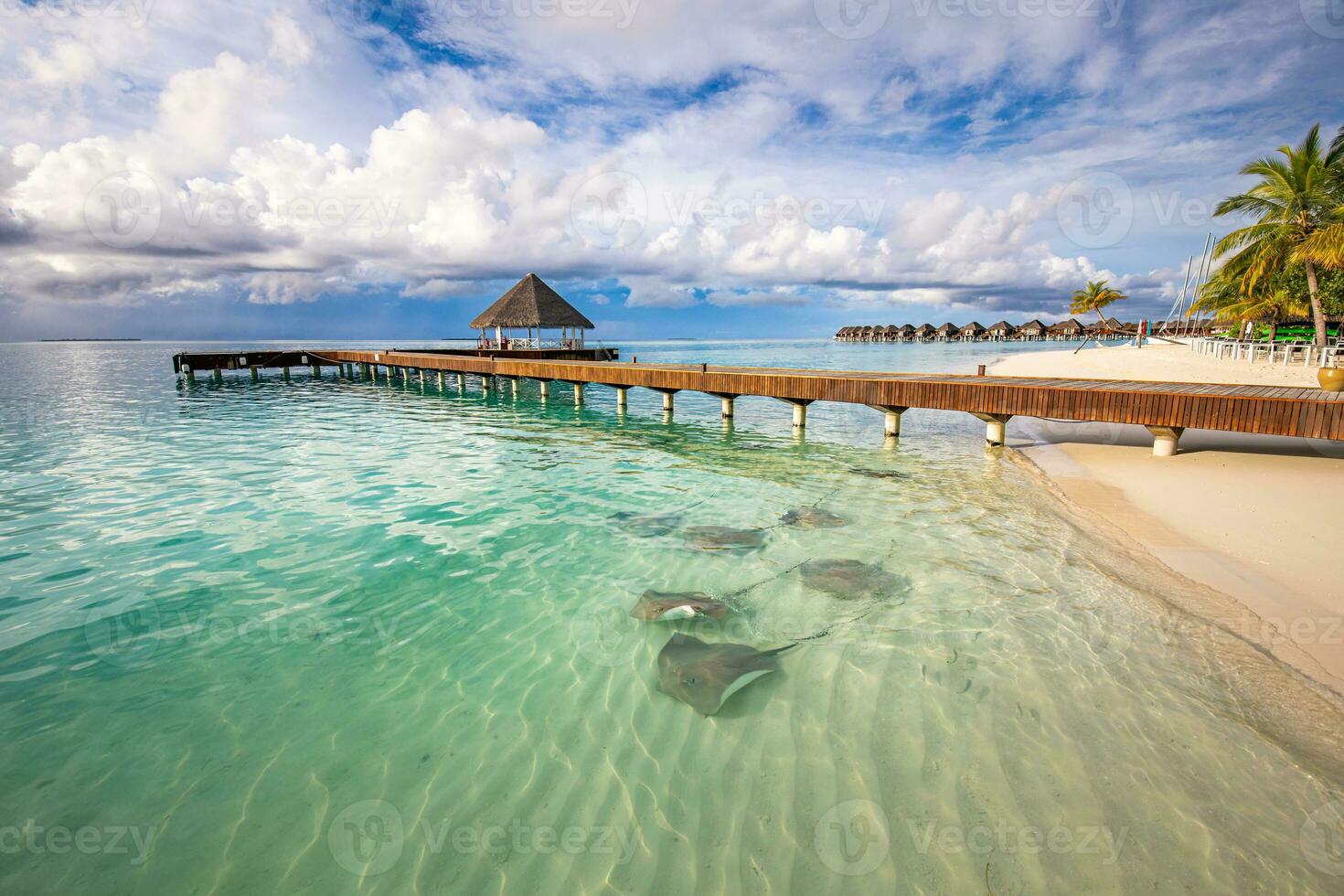 Fantastic beach landscape with sting rays and sharks in green blue lagoon in luxury island resort hotel, Maldives beach and wildlife. Tropical paradise view and summer vacation or tourist destination photo