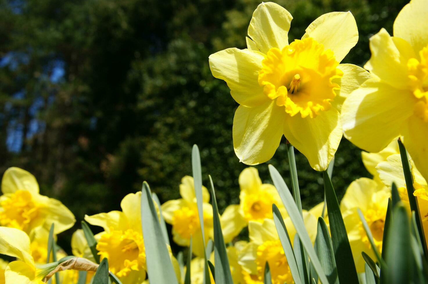 a field of yellow daffodils in the middle of a grassy field photo