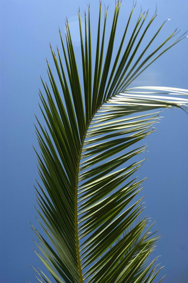 a palm tree with a bird flying in the sky photo