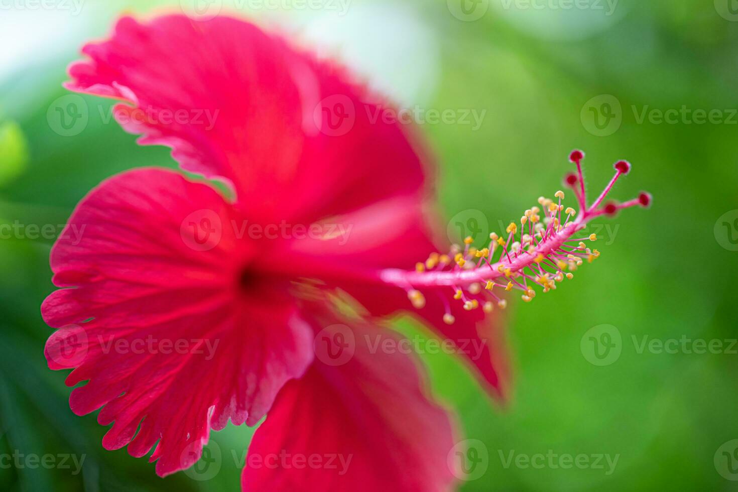 Beautiful flowers in full bloom on nature green background, macro. Exotic tropical closeup as floral backdrop. Artistic nature border or banner. Natural fresh garden view on blurred inspire background photo