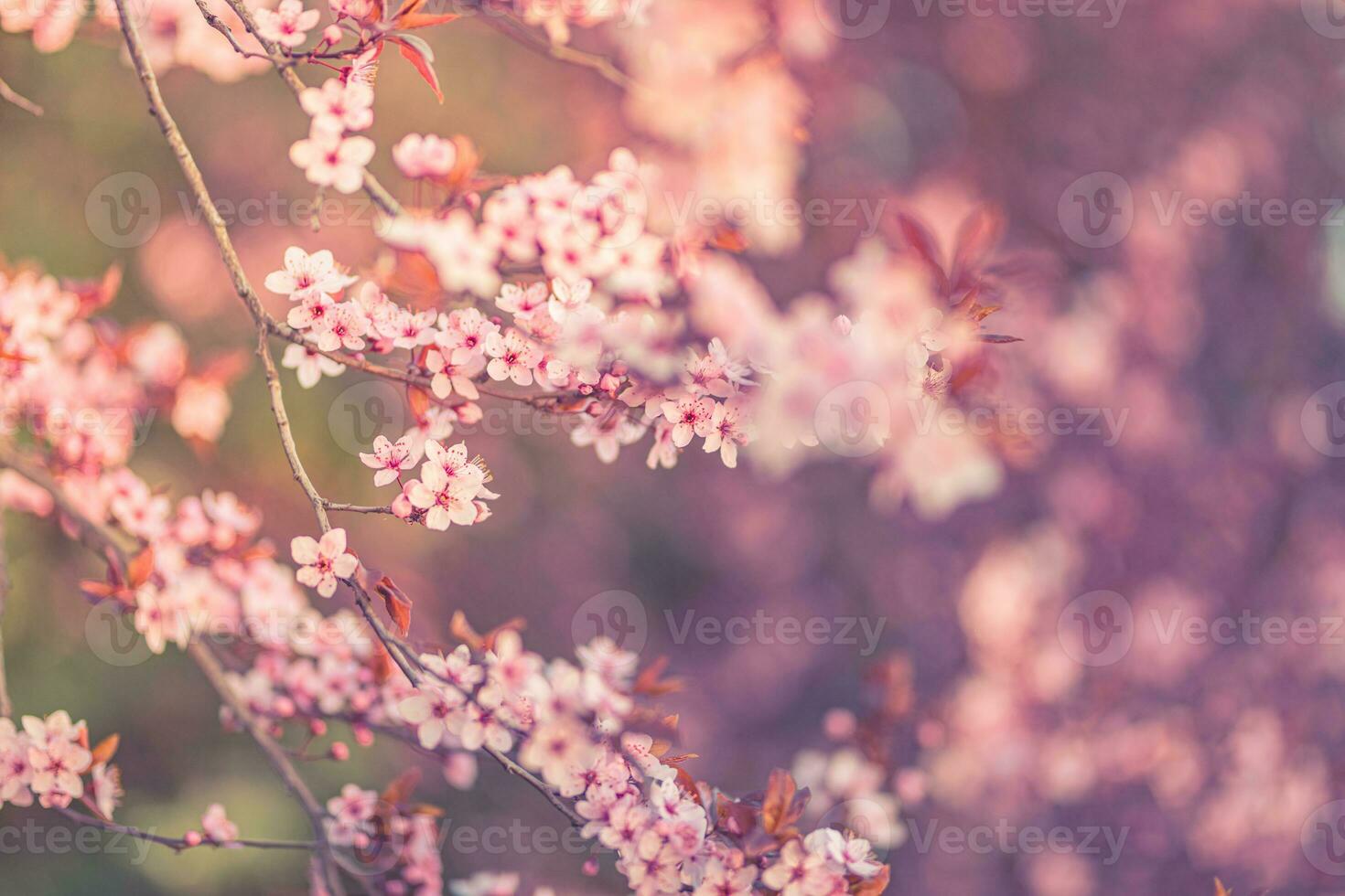Spring background. Fresh flowers in bloom, beautiful soft colors blooming springtime tree. Peaceful artistic nature on blurred natural background. Fantastic springtime closeup photo