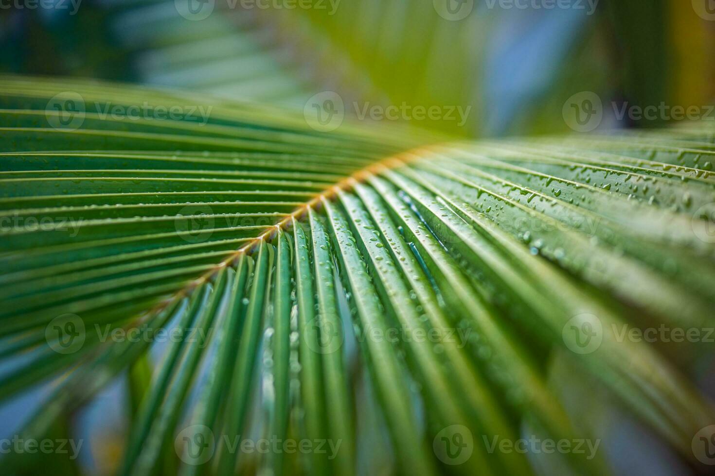 Closeup nature view of green palm leaf on blurred greenery background in garden at morning sunlight, background natural green plants landscape. Tropical floral backdrop photo