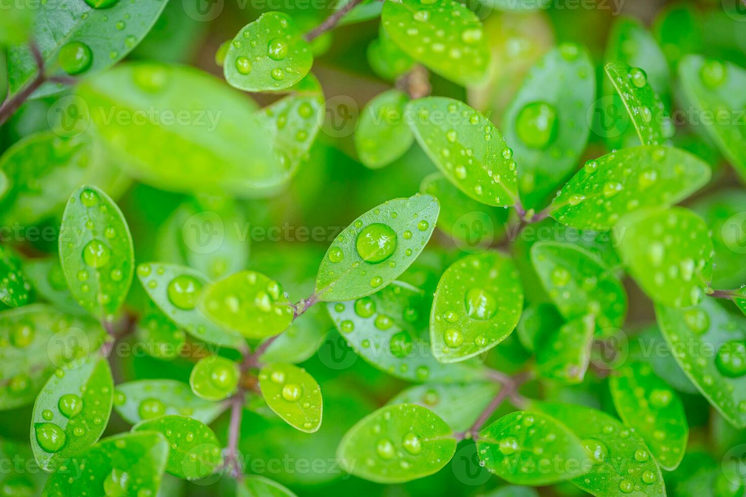 Beautiful drops of transparent rain water on a green leaves macro. Fresh green nature sunny weather. Beautiful leaf texture in nature. Natural background, spring summer freshness photo