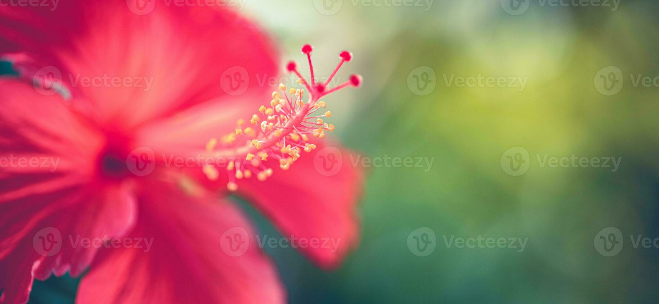 Beautiful flowers in full bloom on nature green background, macro. Exotic tropical closeup as floral backdrop. Artistic nature border or banner. Natural fresh garden view on blurred inspire background photo