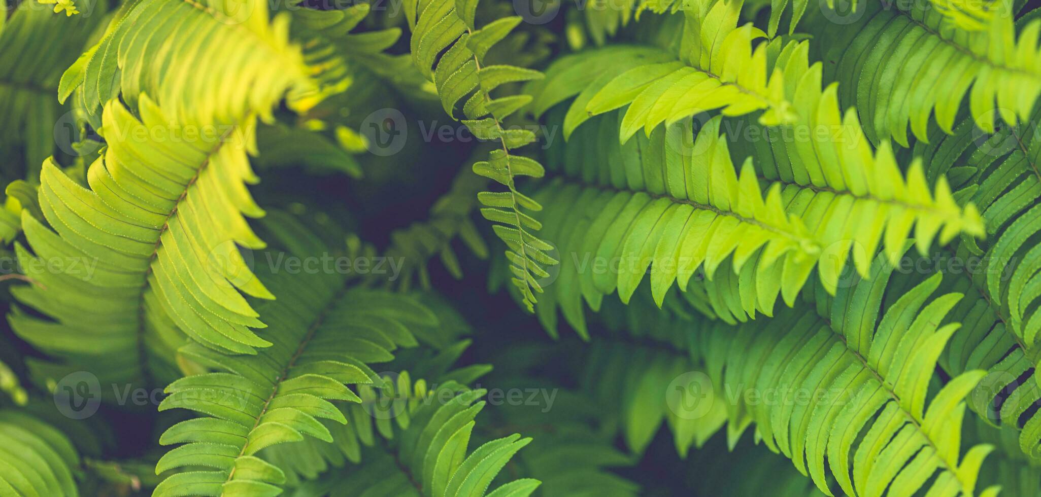 Beautiful floral backdrop. Tropical jungle fresh green ferns. Nature border or banner, peaceful artistic leaf texture, large foliage nature dark green background photo