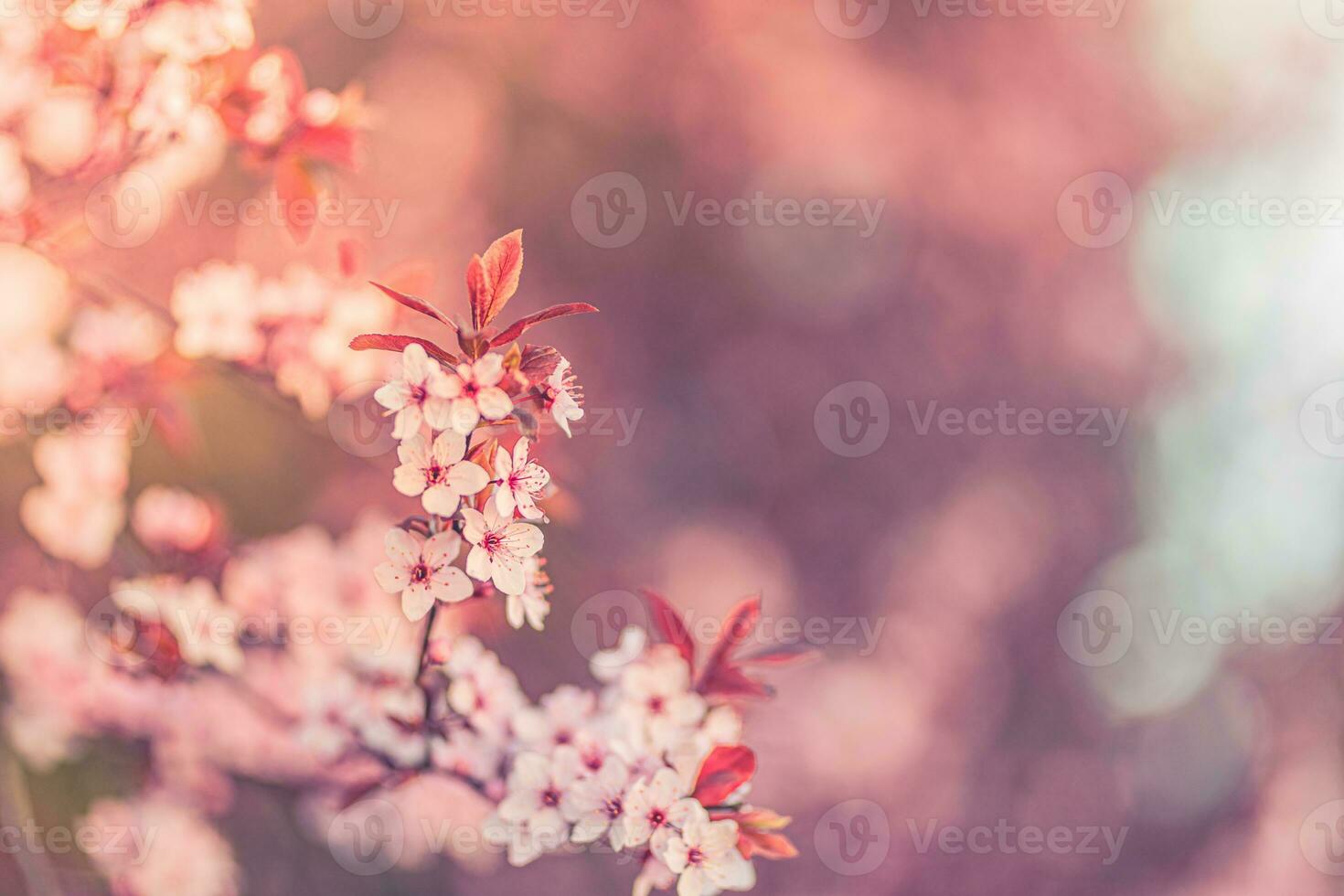 Spring background. Fresh flowers in bloom, beautiful soft colors blooming springtime tree. Peaceful artistic nature on blurred natural background. Fantastic springtime closeup photo