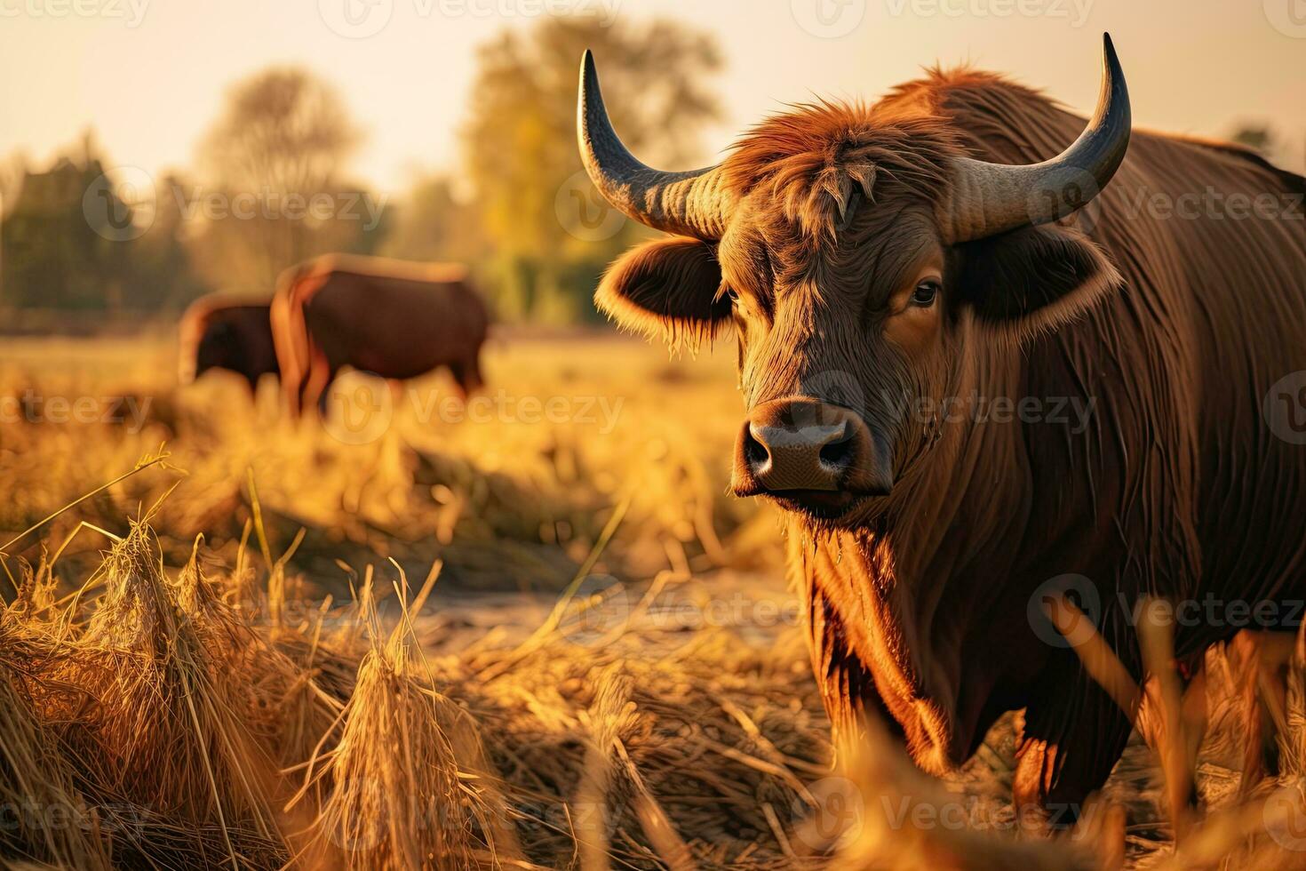 Portrait buffalo in the middle farm with light exposure photo