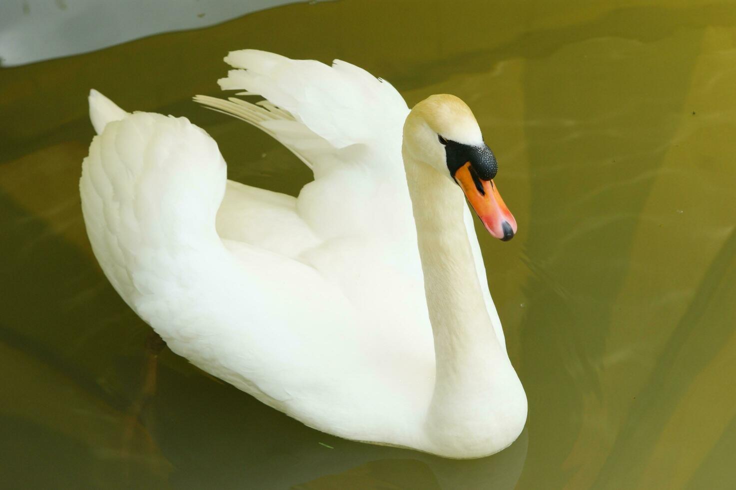 a white swan is floating in a pond photo