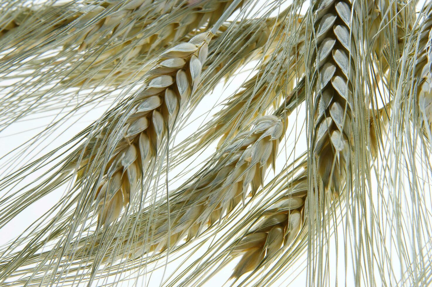 a close up of a bunch of wheat photo