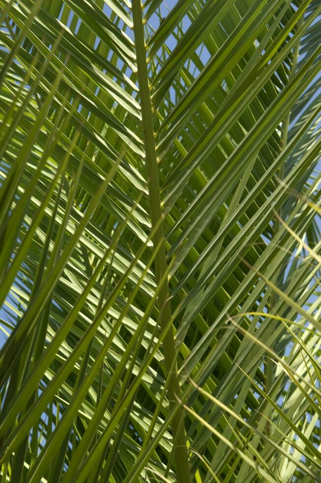 a palm tree with a bird flying in the sky photo