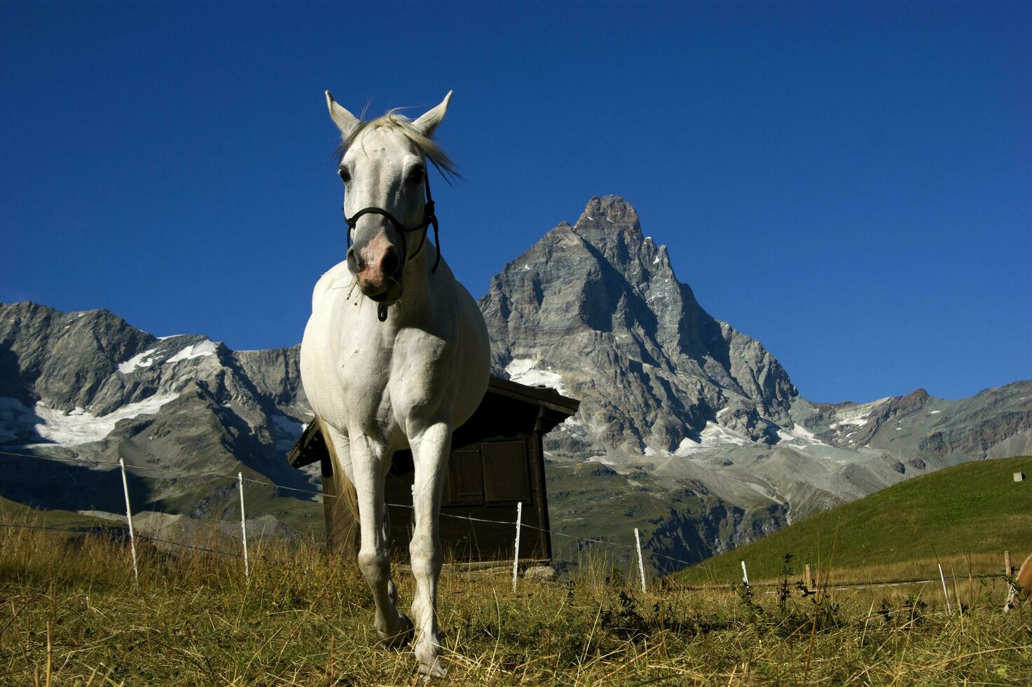 un blanco caballo en pie en un campo foto