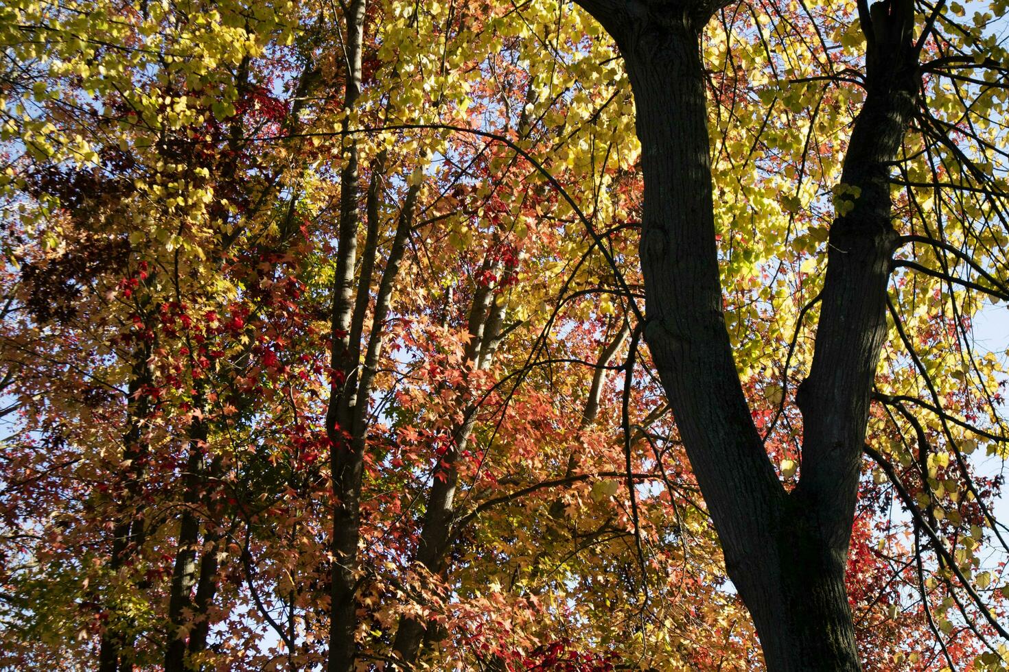 The colors of maple leaves in autumn photo