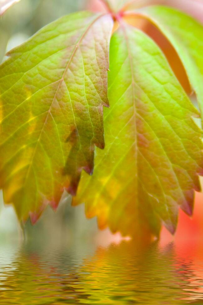 a green leaf with water droplets on it photo