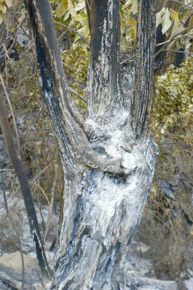 the remains of a forest after the fire photo