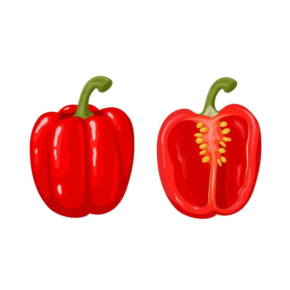 Vector illustration, bell pepper also known as paprika, scientific name Capsicum annuum, isolated on white background.