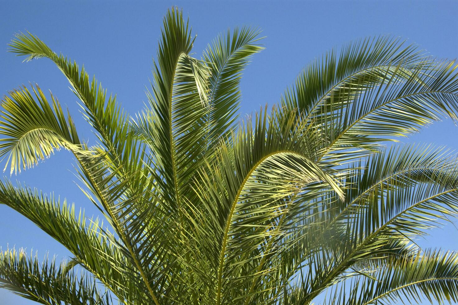a palm tree with a bird flying in the sky photo