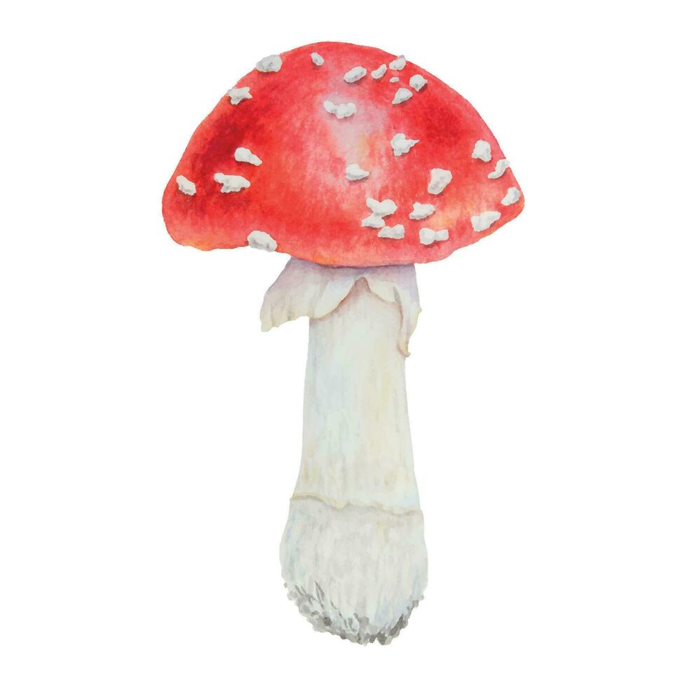 Red fly agaric. Watercolor hand drawn illustration. Realistic botanical Amanita muscaria mushroom clip art for eco goods, textiles, natural herbal medicine, healthy tea, cosmetics, homeopatic remedies vector