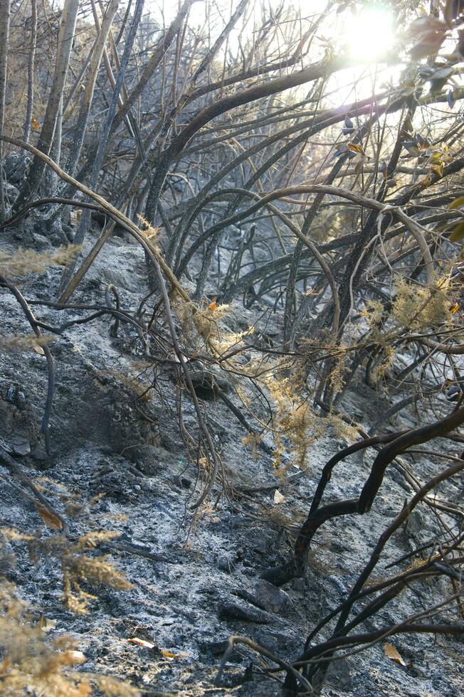 the remains of a forest after the fire photo