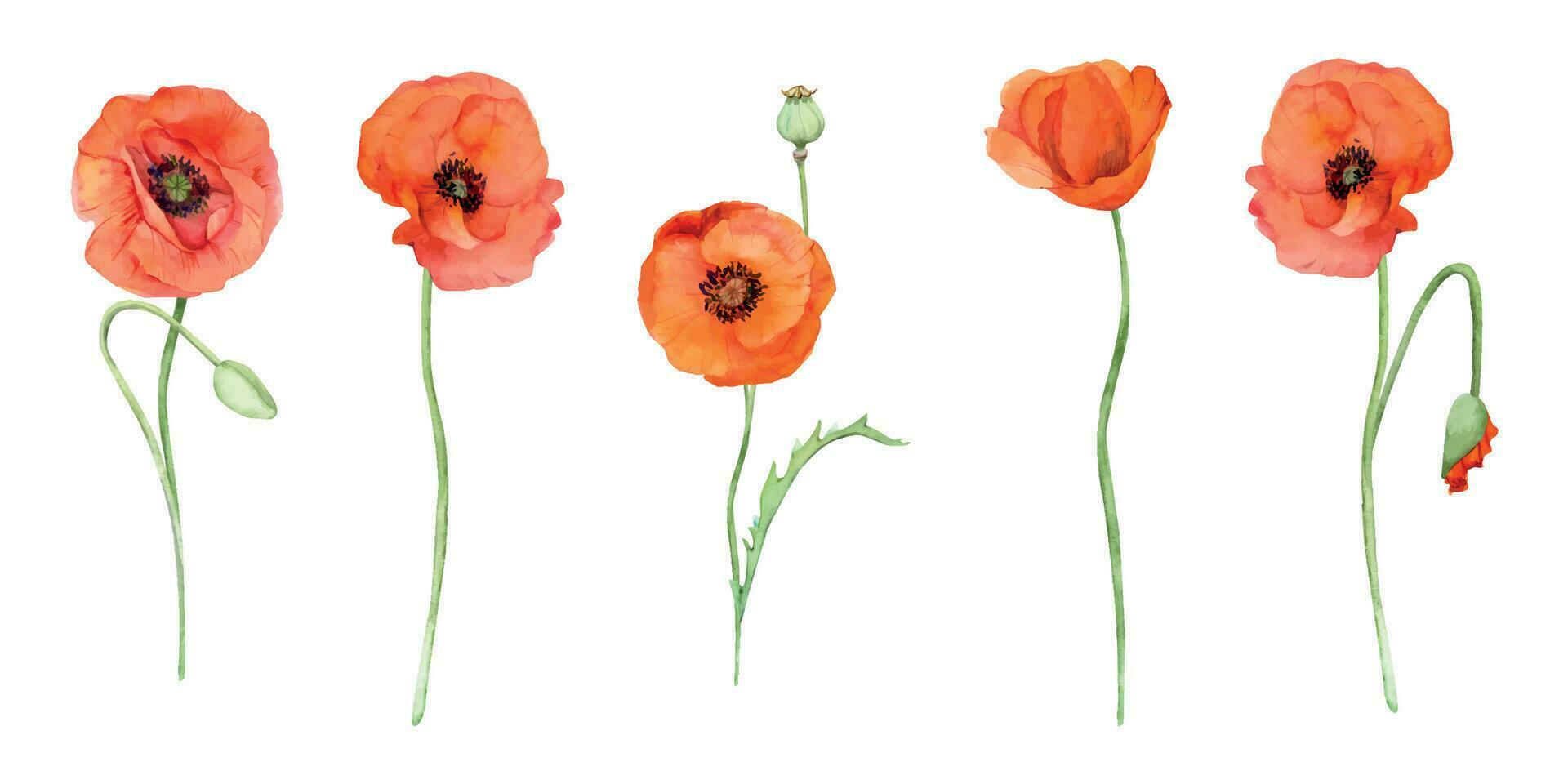 Watercolor bouquet composition, elements with hand drawn summer bright red poppy flowers. Isolated on white background. Design for invitations, wedding, love or greeting cards, paper, print, textile vector