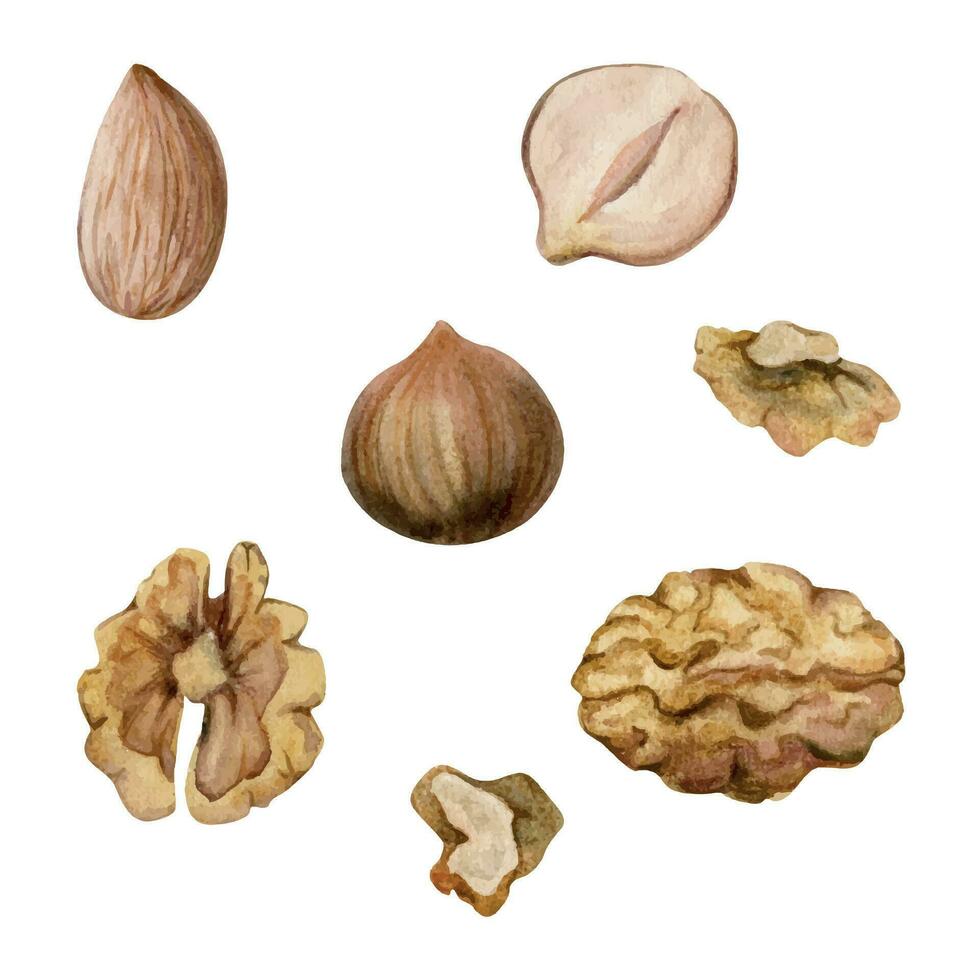 mano dibujado acuarela nueces, lleno, reducido a la mitad nuez almendra avellana dieta, sano estilo de vida, vegano cocinando. ilustración soltero objeto aislado, blanco antecedentes. diseño póster, imprimir, sitio web, tarjeta, menú vector