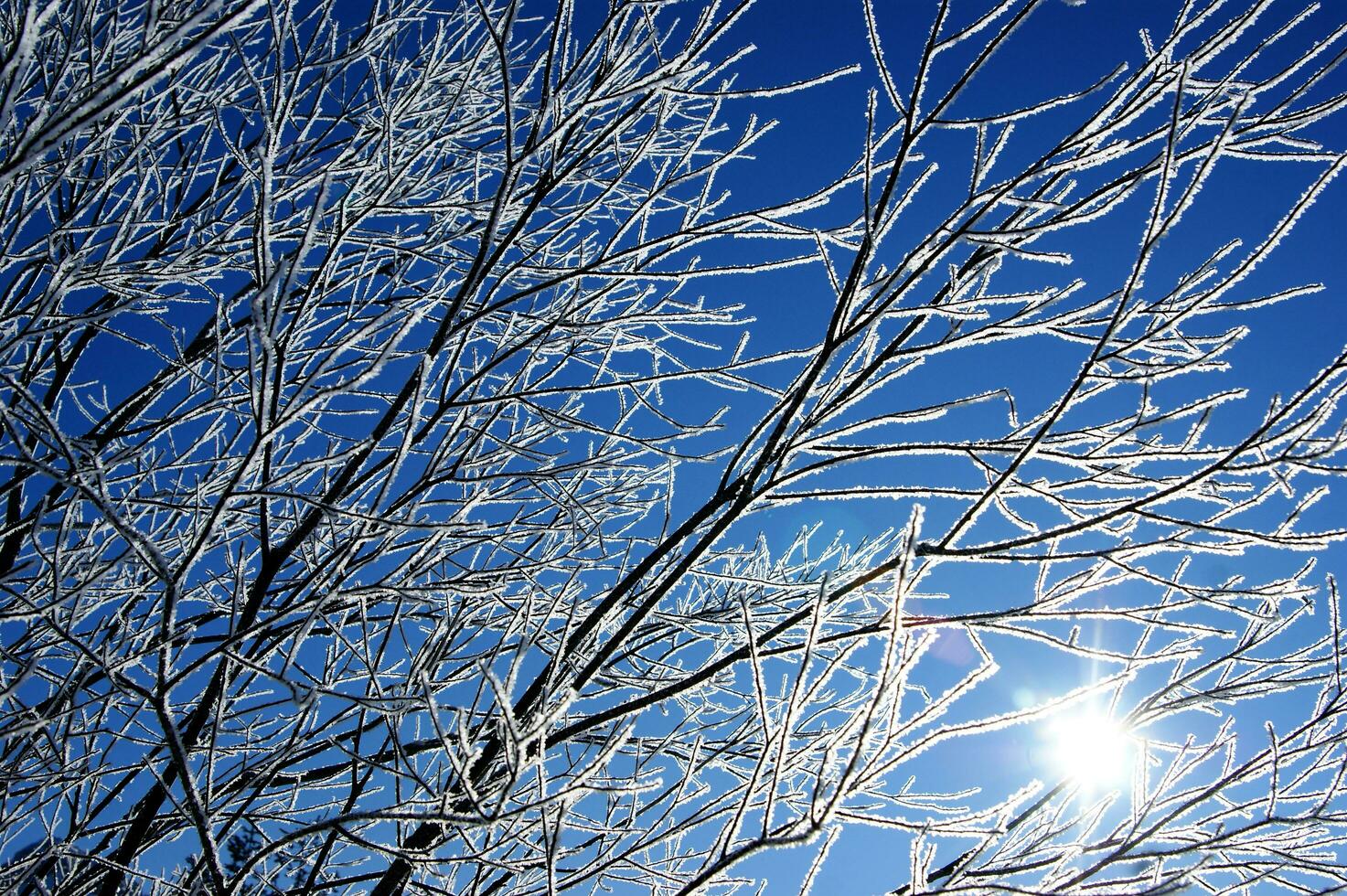 the sun shines through the branches of a tree photo